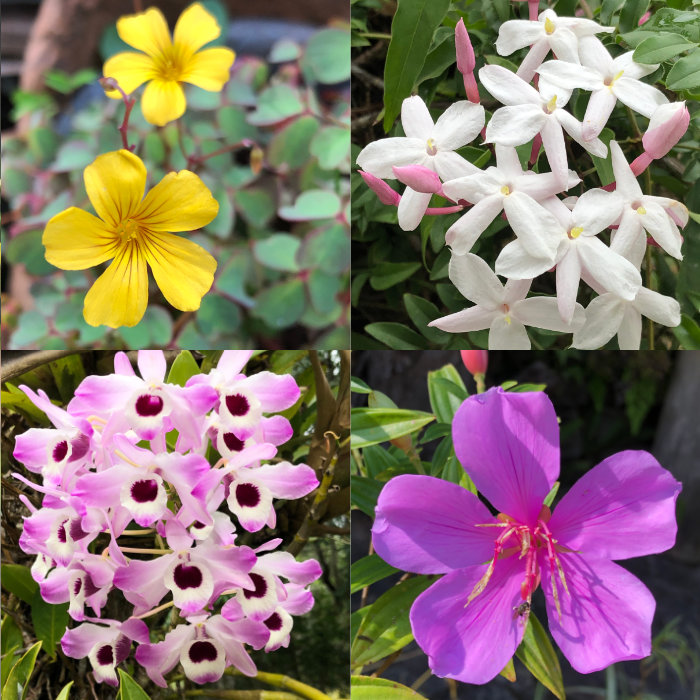 Flowers from my garden. Photos by Lia Caldas